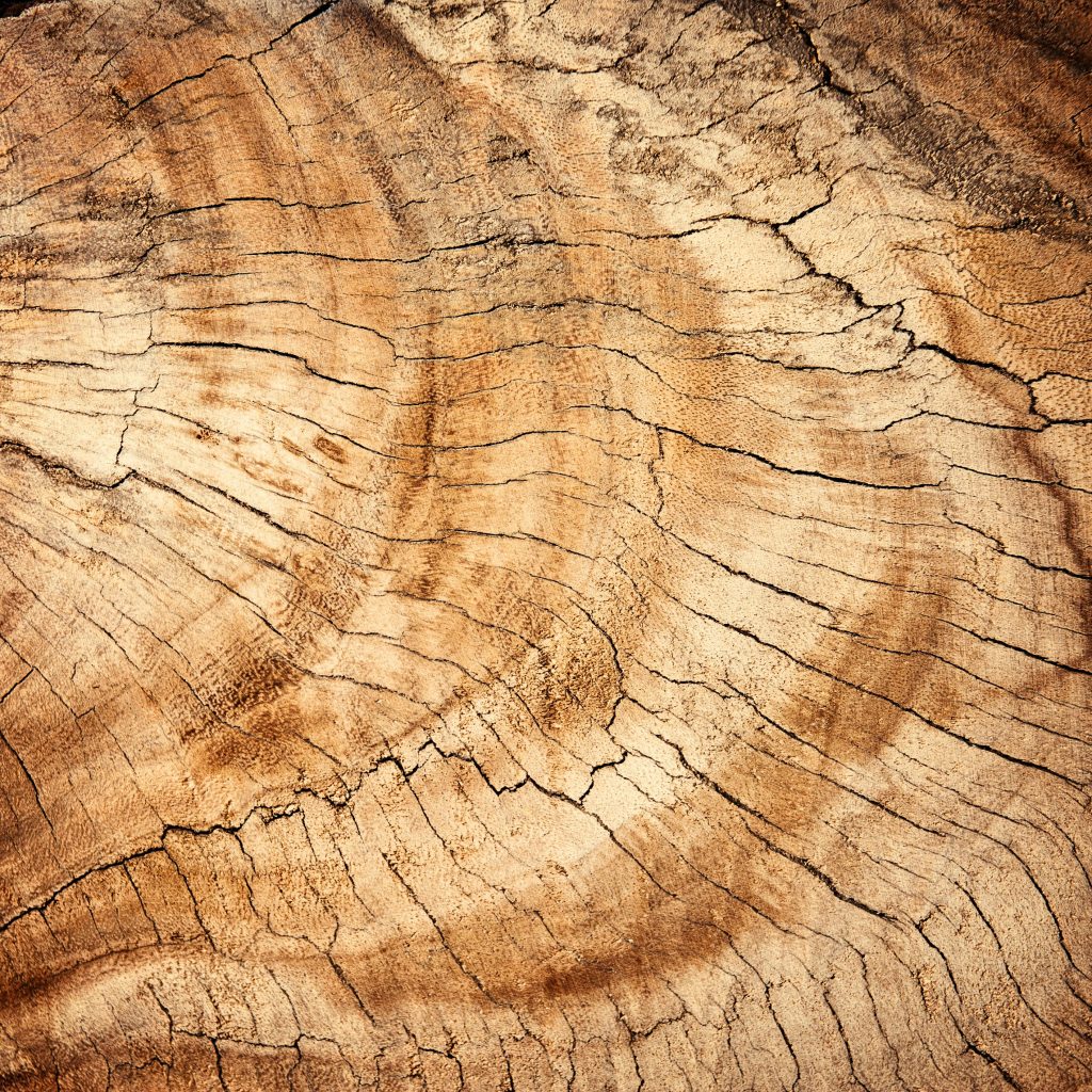 Black Walnut