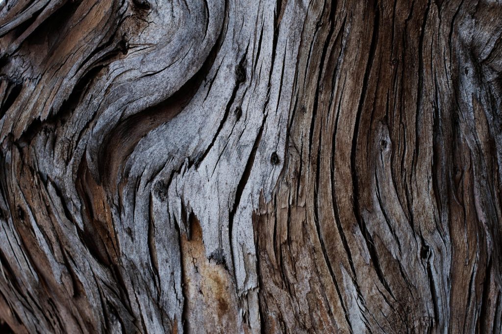 Curly Maple
